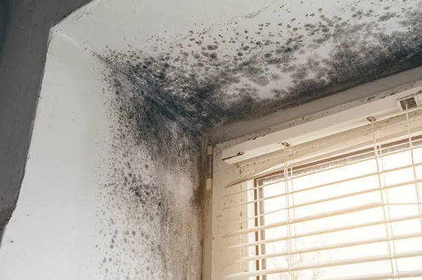 Affordable Mold Cleanup solutions in Spring City, PA